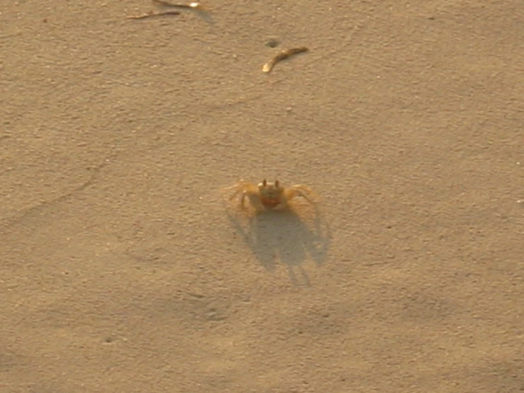 a crab that is walking on the beach sand