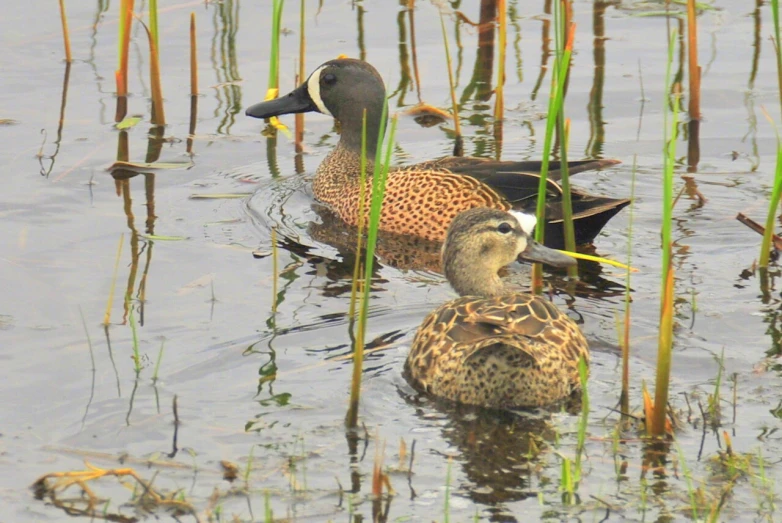 two ducks swimming through the water in the pond