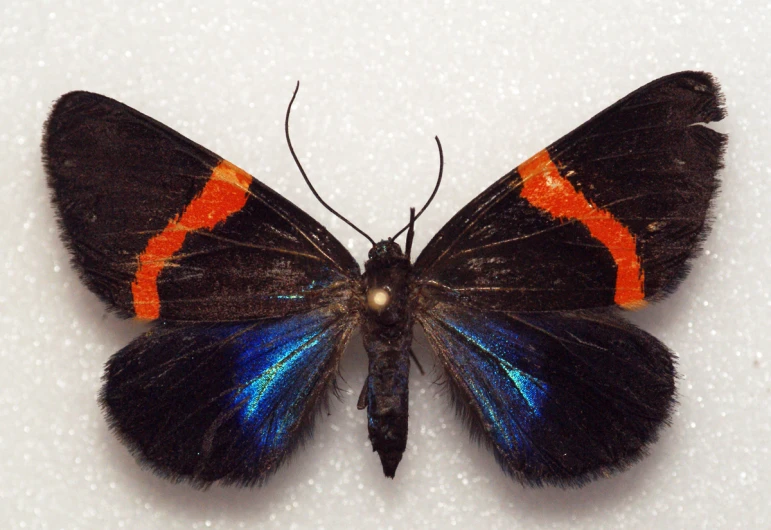 there is a very bright blue and orange erfly with spots on it