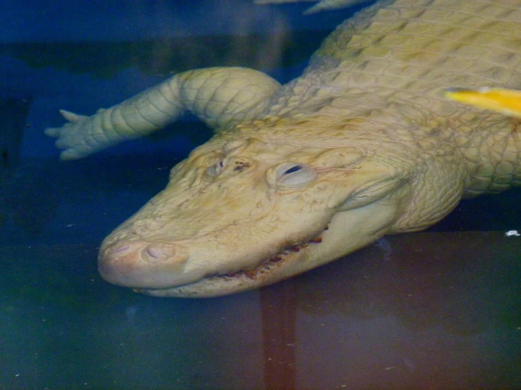 a close up of an alligator with a orange and banana in it's mouth