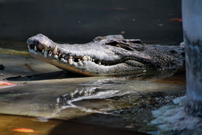 an alligator in a tank being watered by a water pump