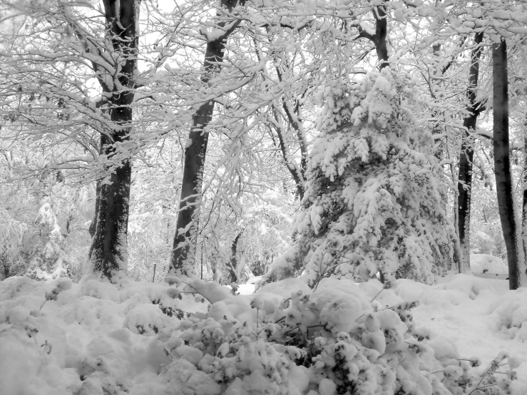 snowy trees and leaves are shown in black and white