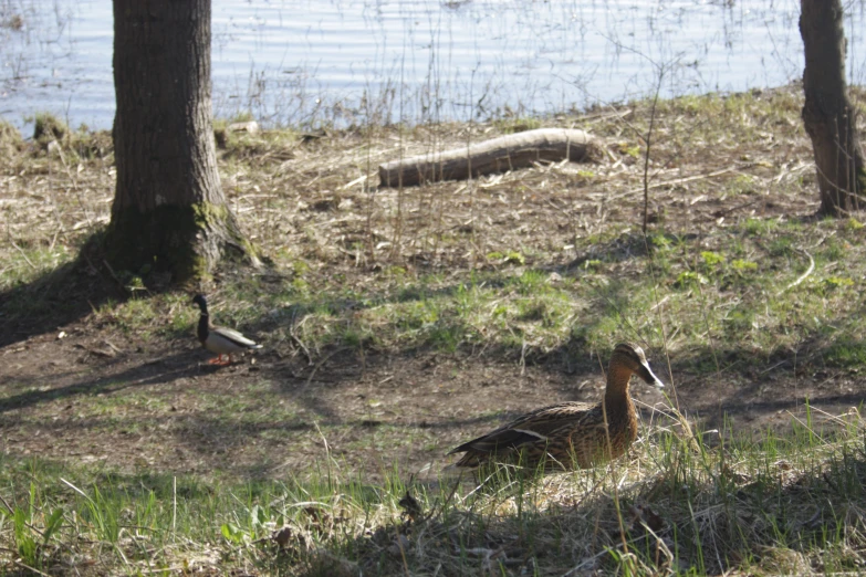 two geese walking in the grass next to some trees