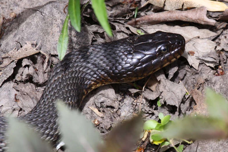 a large brown snake laying on top of leafy floor