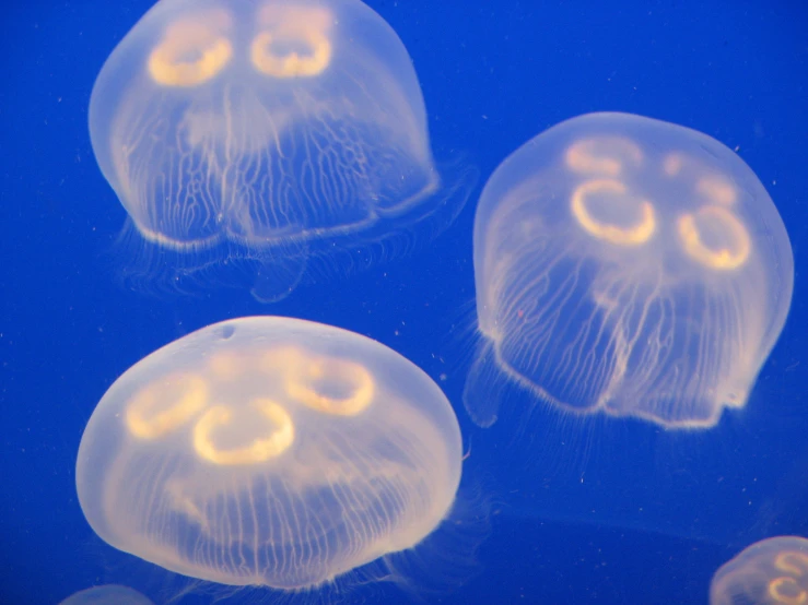 five jellyfish are swimming next to each other