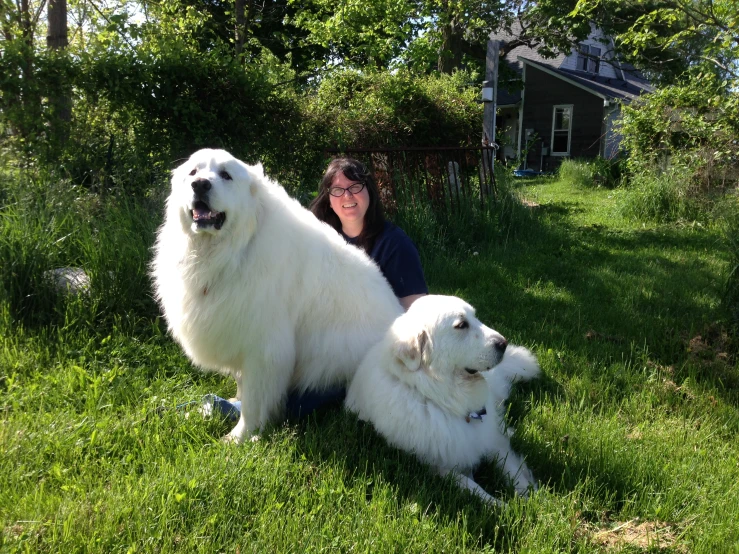 a woman sitting next to two large white dogs