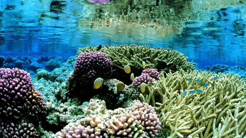 a coral reef with lots of different colors