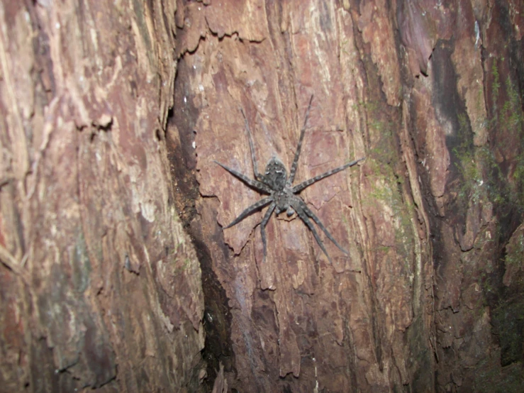 a very big spider on some wood next to trees