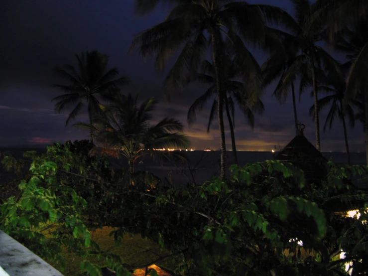 a bunch of palm trees sitting near the ocean