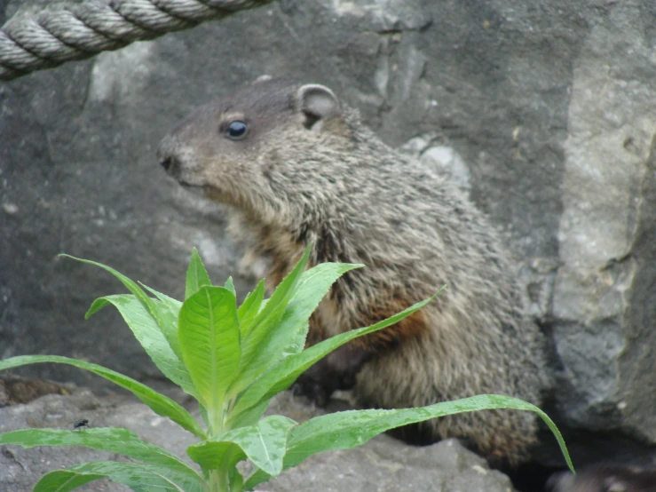 a ground squirrel stands on top of a rock