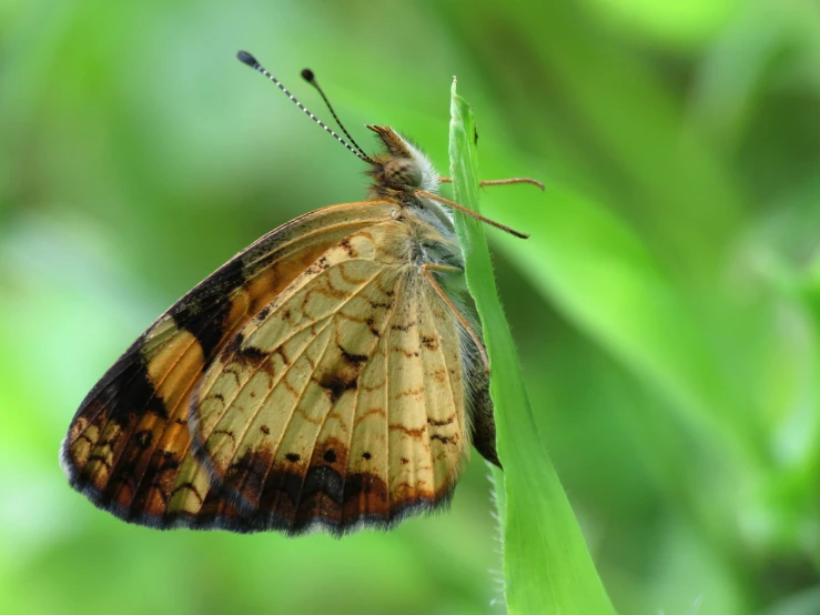 a colorfully colored erfly sitting on top of a leaf