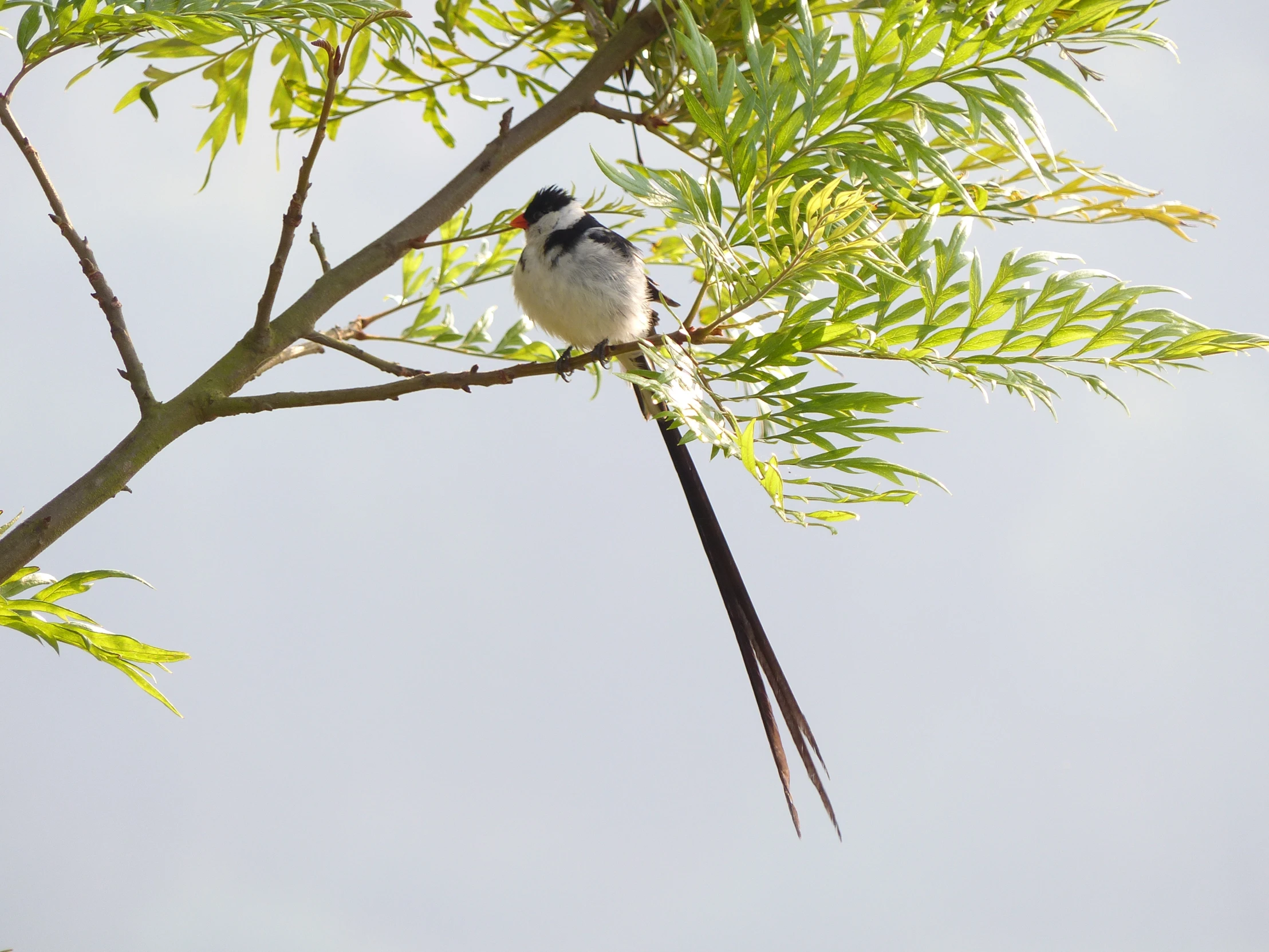 a bird is sitting on top of a tree