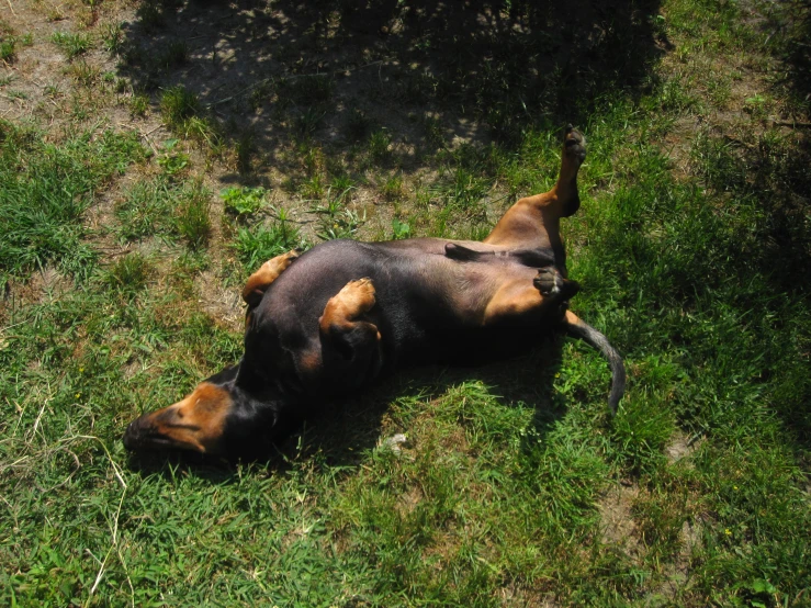 a dead dog lying in the grass