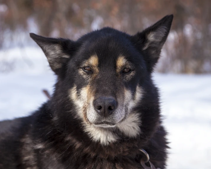 an adult german shepherd laying in the snow