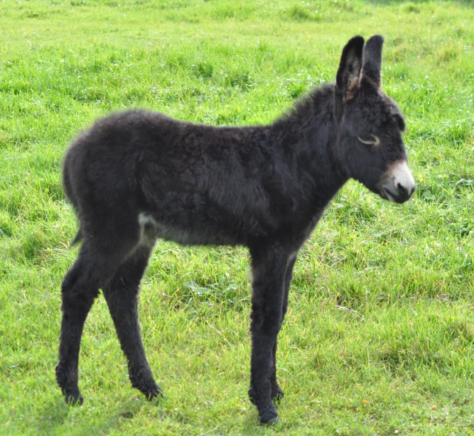 a black donkey standing on top of green grass