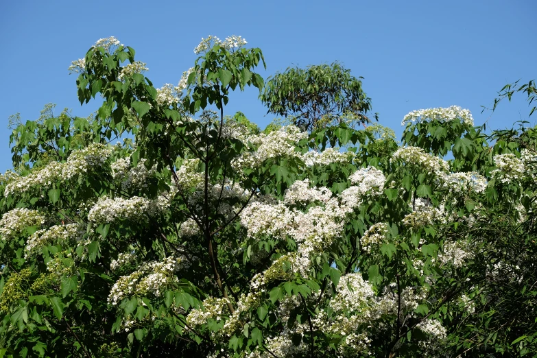 many different white flowers are growing from the tree