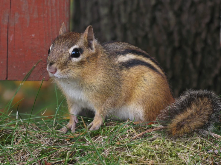 a small chipper sitting on a patch of grass