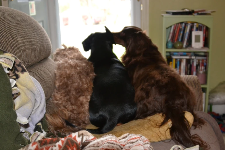 a dog on top of a couch next to another dog