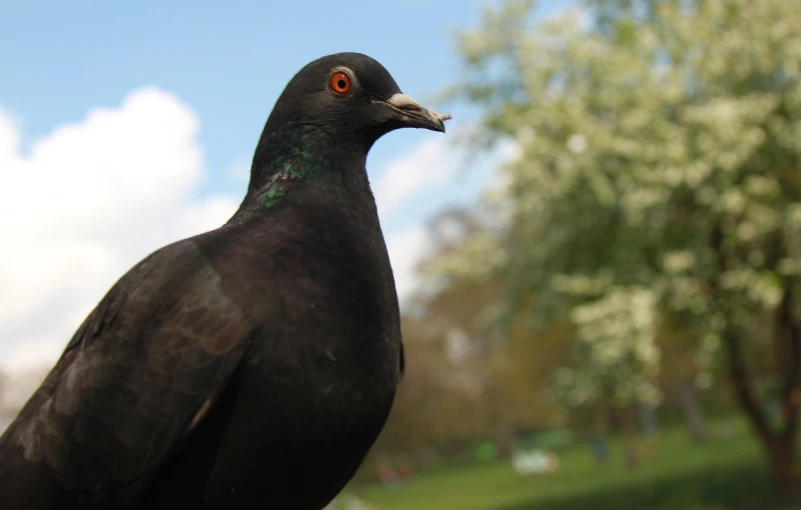 a black bird standing next to a tree