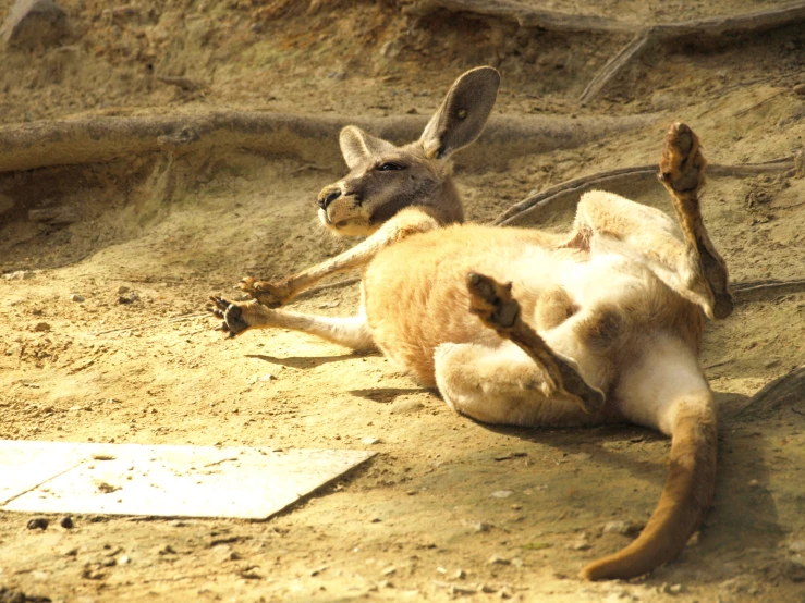 a kangaroo is laying on its back on the dirt