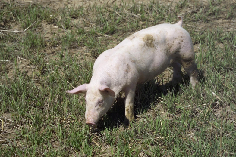 a pig in the field eats from a patch of grass