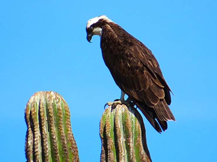 a vulture perched on top of a cactus