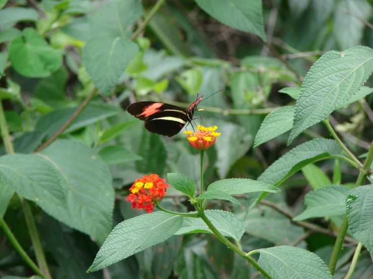 a erfly is resting on top of the leaves