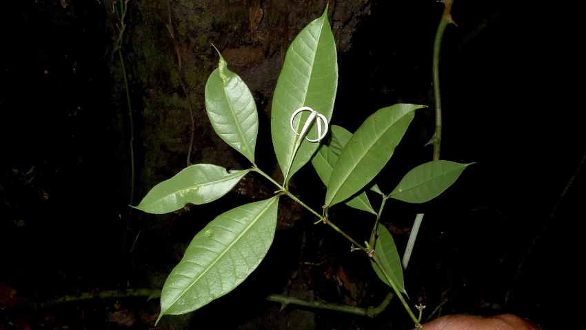 a closeup view of a large leafy plant