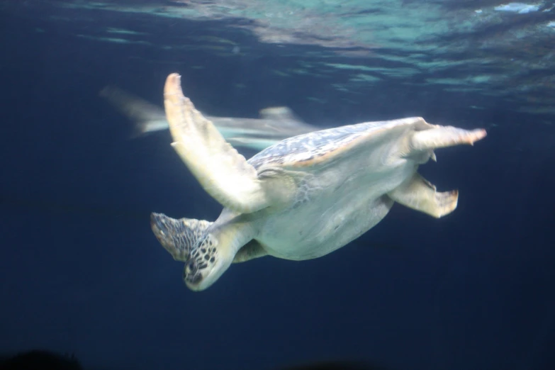 a sea turtle swimming in blue water with its head above the waterline
