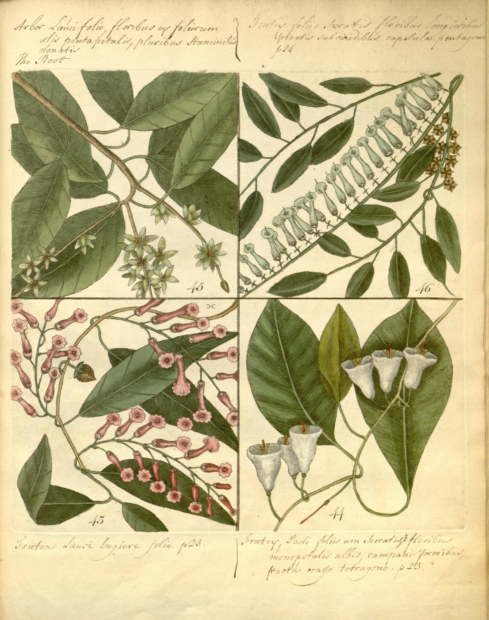 the illustration shows several leaves with different types of flowers