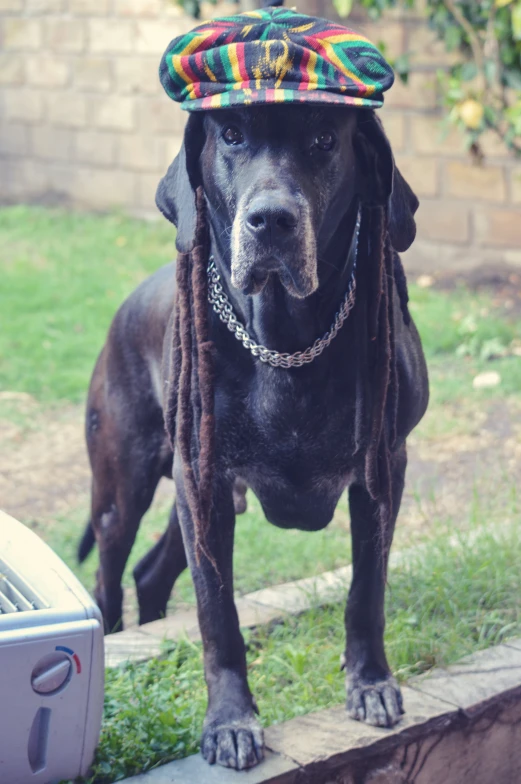 a dog wearing a colorful hat standing outside