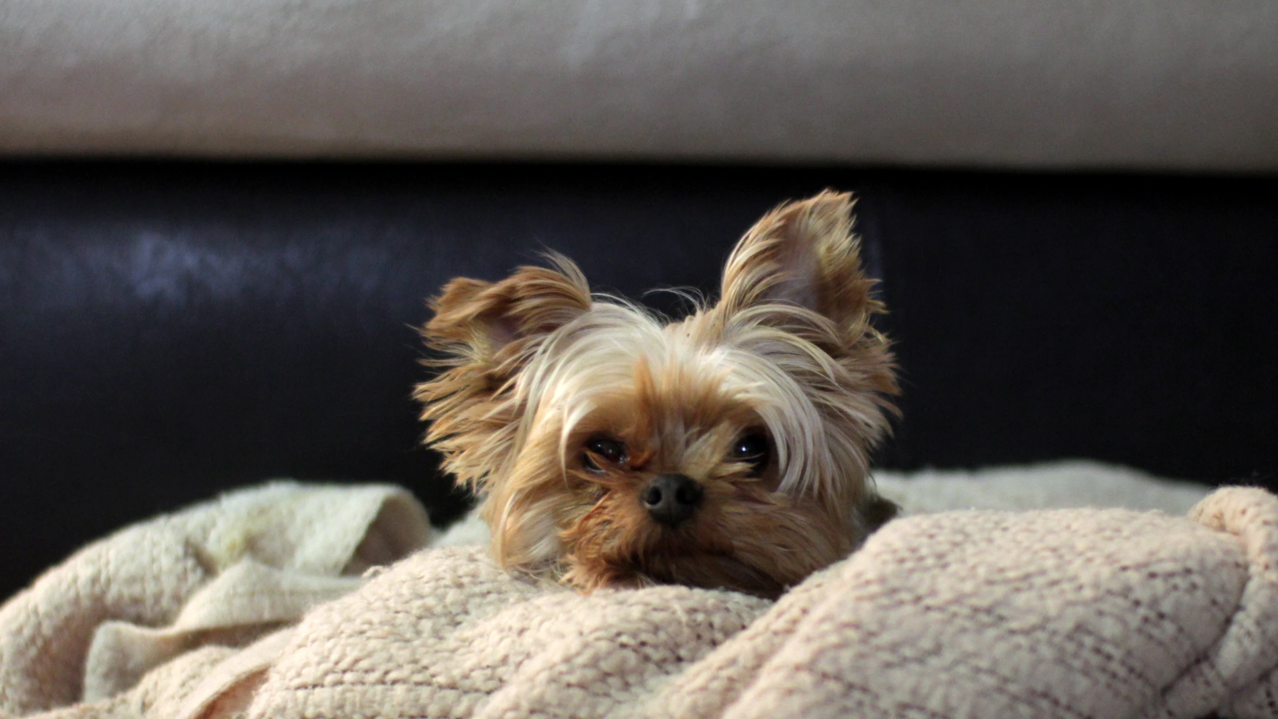 a dog lying on a bed looking at the camera