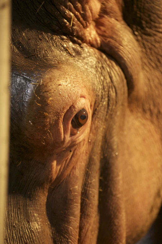 the trunk of an elephant is being held by another