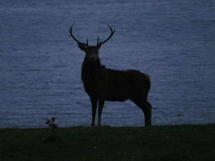 an antelope in grassy field near lake at night