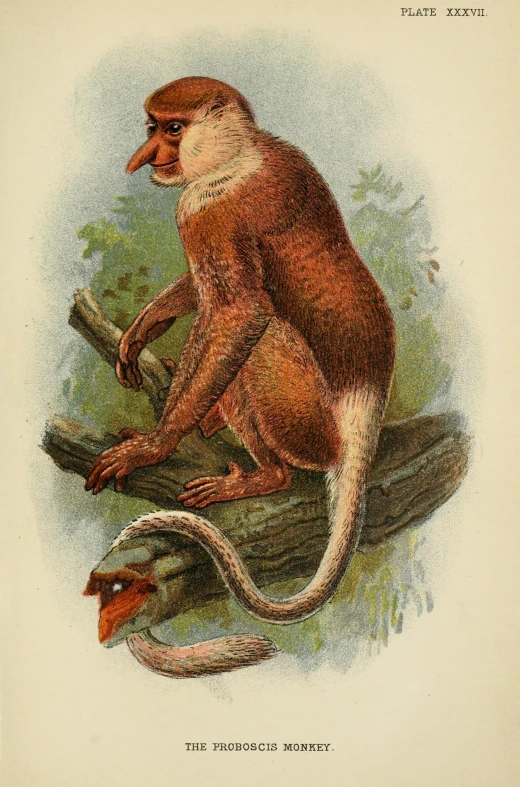 a drawing of a monkey sitting on top of a log