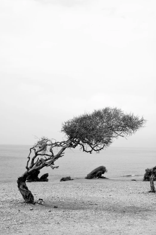 a dry area with animals in it and a lonely tree