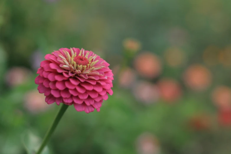 pink flower with a green blurry background