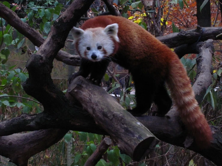 a small red panda bear on the top of a tree nch