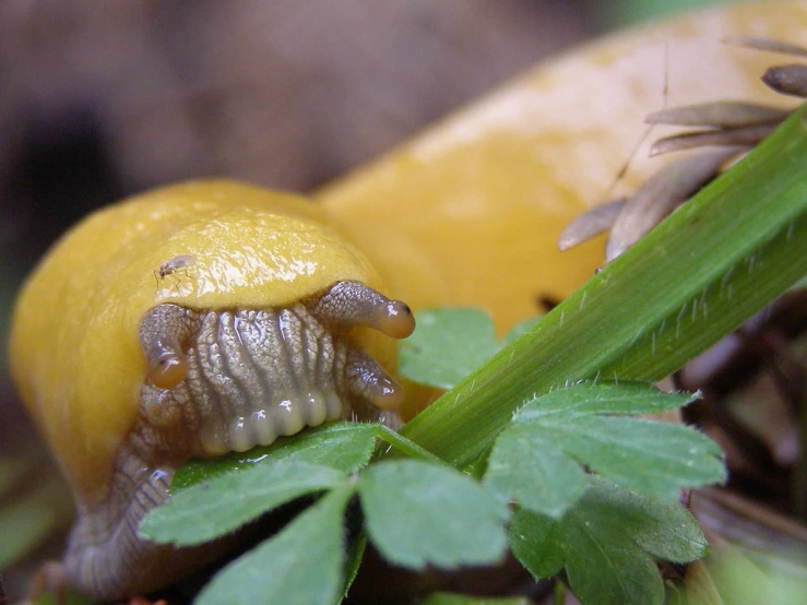 a close up of a slug near leaves