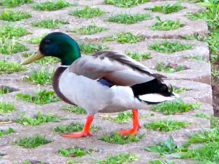 a close up of a duck on the grass