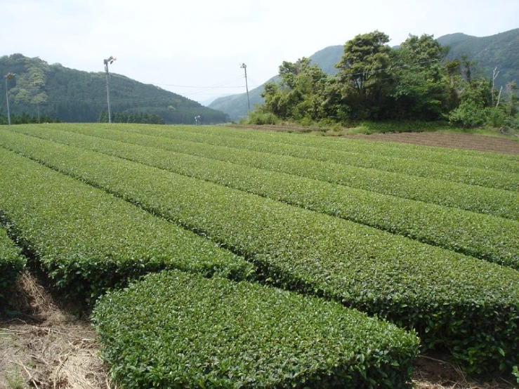 many rows of shrubs sitting along side of the road