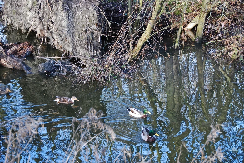 two ducks are swimming along the water in a park