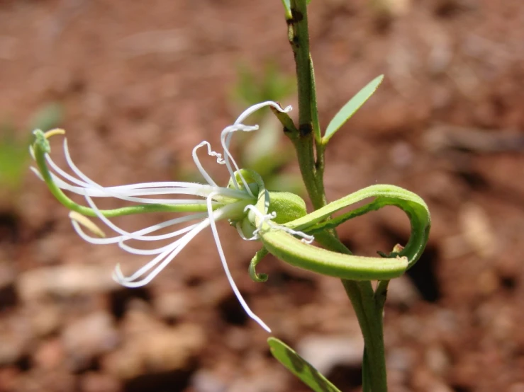 a plant with white flowers near dirt