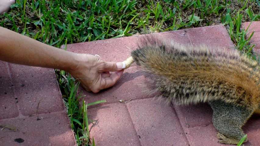 a person hand feeding a squirrel food