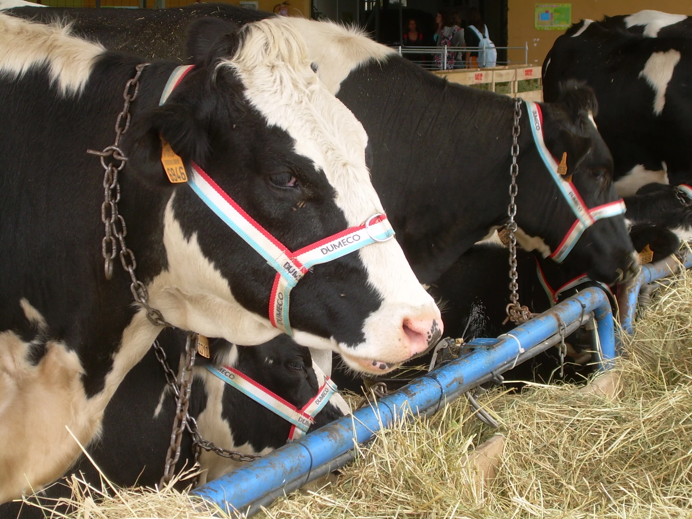 some cows in chains are tied together in a row