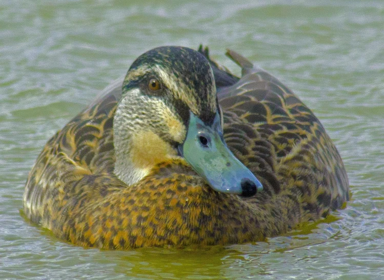 there are two brown and white ducks in the water