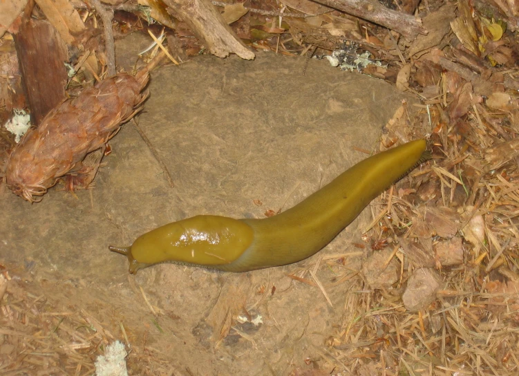 a green pickle lying in the dirt with a hole