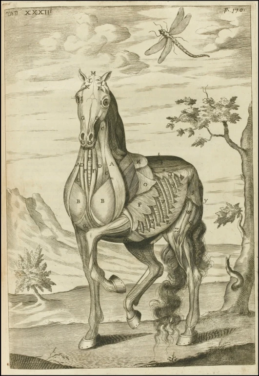 a skeleton horse stands in the grass with a bird in the background