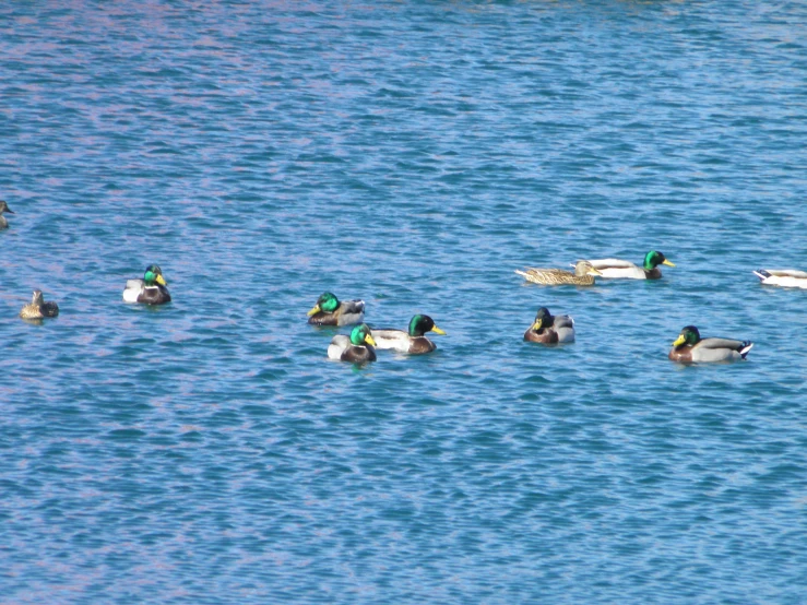 a group of ducks that are floating in the water