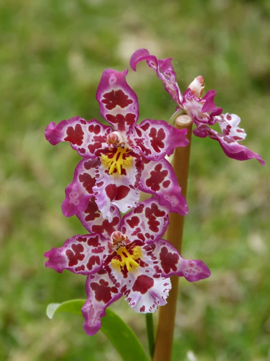 the red and white orchid is ready to bloom